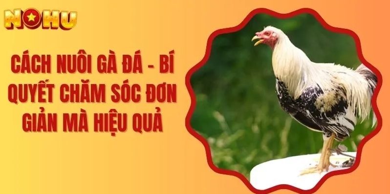 Đánh giá vài ưu điểm Đá Gà Nohu90